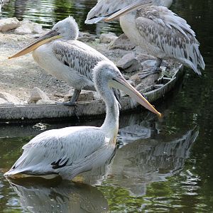 Dalmatian pelicans