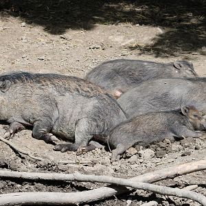 Visayan warty pig-family