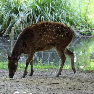 Philippine spotted deer