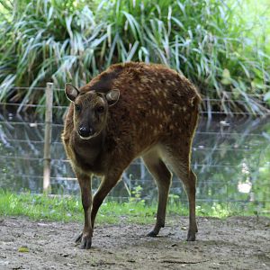 Philippine spotted deer