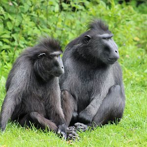 Sulawesi crested macaques