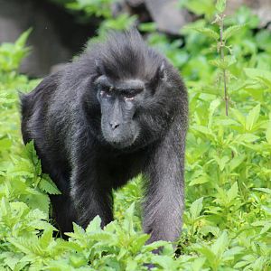 Sulawesi crested macaque