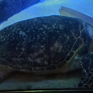 Sea Turtle ID - New York Aquarium 2022 (Ocean Wonders)