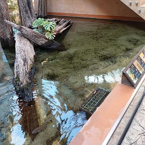 Exhibit with cichlids in the foyer