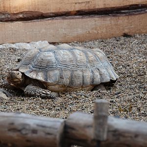 African spurred tortoise