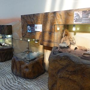 Exhibits for smaller tortoise species in the Afrykarium foyer