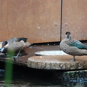 Blue-billed teal
