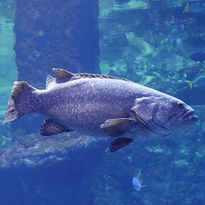 Giant grouper