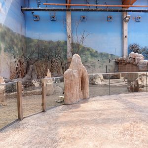 Dwarf mongoose and Cape ground squirrel exhibit
