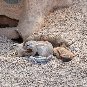 Dwarf mongoose and Cape ground squirrel cuddling