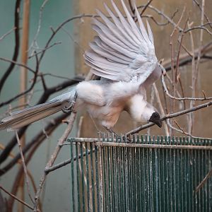 Black-faced go-away bird