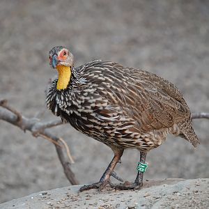 Yellow-necked francolin
