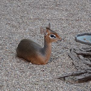 Kirk's dik-dik