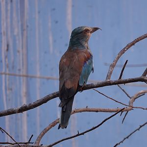 European roller