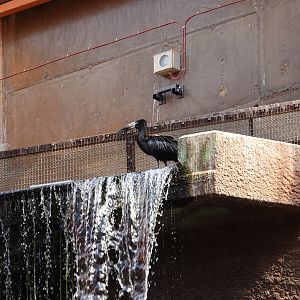 African openbill on top of the waterfall