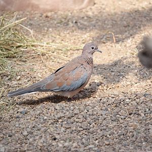 Laughing dove