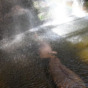 Hippo's enjoying the waterfall