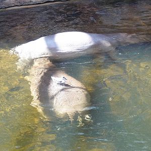 Marbled teal scratching the hippos back