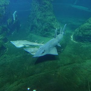 Blackchin guitarfish and White-spotted guitarfish