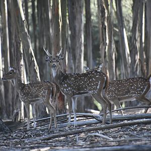 Axis Deer (drive-through section)