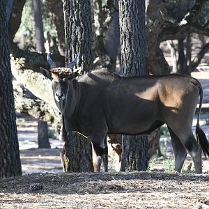 Common Eland (drive-through section)