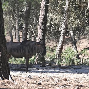 Blue Wildebeest (drive-through section)