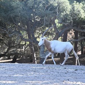 Scimitar-horned Oryx (drive-through section)