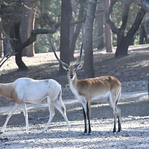 Southern Lechwe and Scimitar-horned Oryx (drive-through section)
