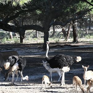 drive-through section (Ostriches, Eland, Fallow Deer)