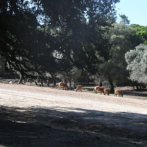 drive-through section (African Forest Buffaloes, Domestic Water Buffaloes, Ostriches)