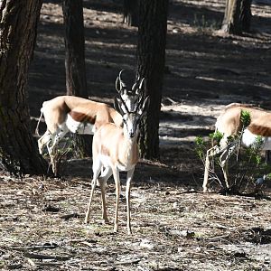 Springboks (drive-through section)