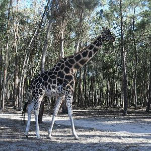 Baringo Giraffe (drive-through section)