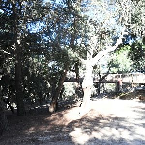 Bridge from the sitatunga paddock to drive-through safari overlook