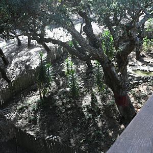 Coati exhibit (under the bridge)