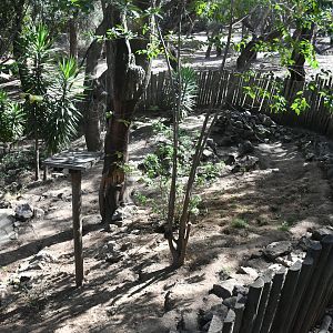 Coati exhibit (under the bridge)