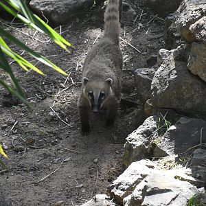 Brown-nosed Coati