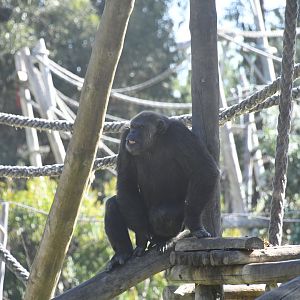 Chimpanzee