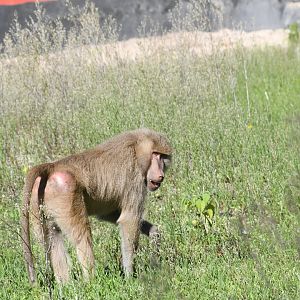 Baboon (zoo-mix?)