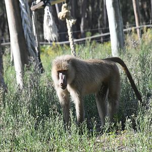 Baboon (zoo-mix?)