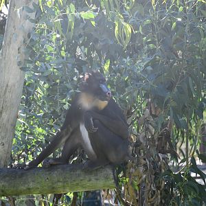 Mandrill