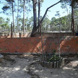 Leopard Tortoises pen