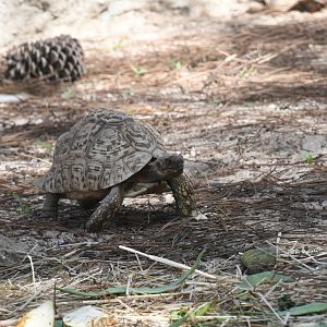 Leopard Tortoise