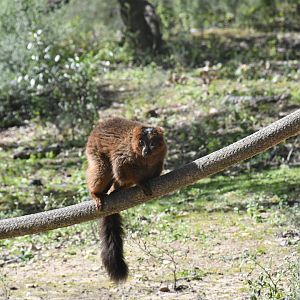 Red-bellied Lemur