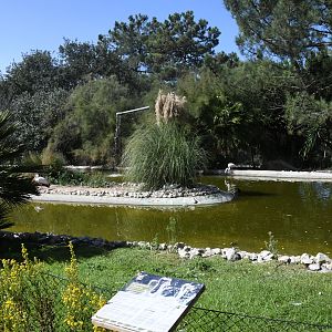 Flamingo exhibit (Greater Flamingos and Yellow-bellied Storks)