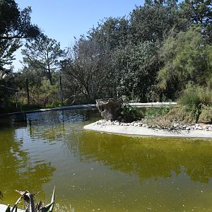 Flamingo exhibit (Greater Flamingos and Yellow-bellied Storks)