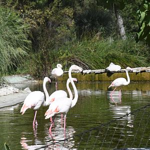 Greater Flamingos