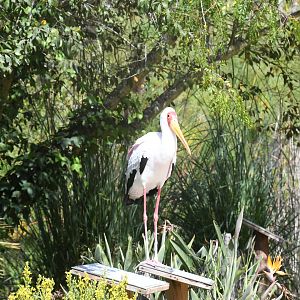 Yellow-bellied Stork