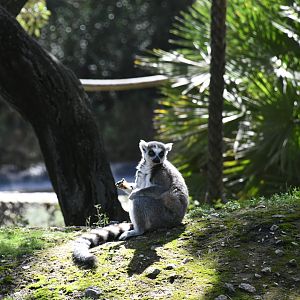 Ring-tailed Lemur