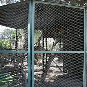 Blue-fronted Amazons cage