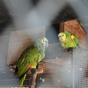 Blue-fronted Amazons
